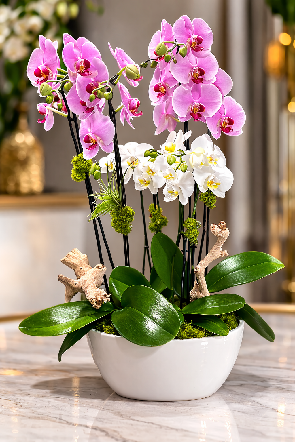 Elegant Orchid Garden